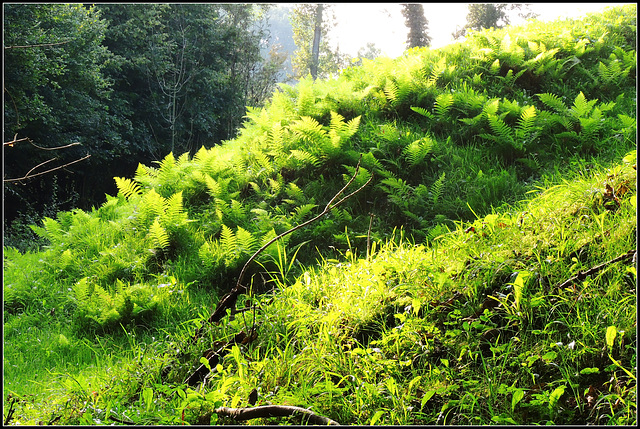 Green Soft Green Soft