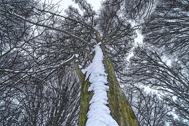 Das geheime Leben der Bäume - The hidden life of trees