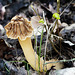Käppchenmorchel - Die Pilzzeit beginnt - Cap Morel - The mushroom season begins