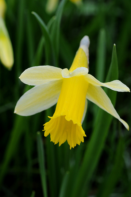 Narzissen (Narcissus) Narzissen (Narcissus)