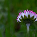 Pictures for Pam, Day 158: Pink-Tipped Daisy