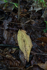 Aplectrum hyemale (Puttyroot orchid, Adam-and-Eve orchid) withering leaf
