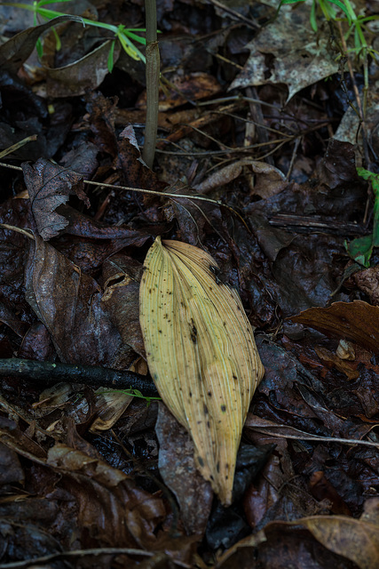 Aplectrum hyemale (Puttyroot orchid, Adam-and-Eve orchid) withering leaf