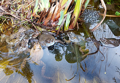 Frogs in my pond