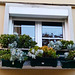Succulents in the window