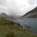 gbw - Wast Water tree