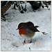 Winter garden visitor - Robin