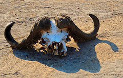 what remains from a bold buffalo (Botswana)