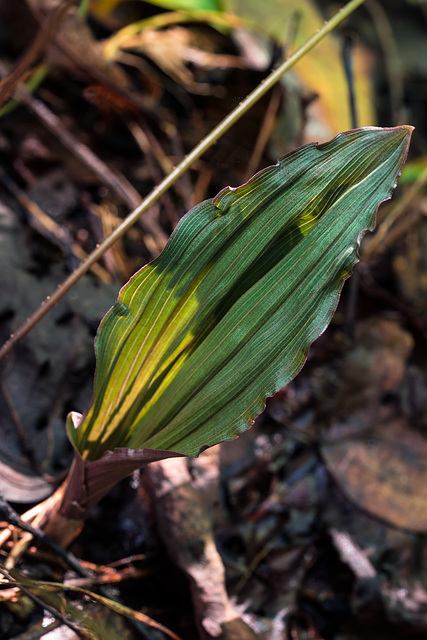 Aplectrum hyemale (Puttyroot orchid) leaf