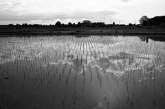 Reflection in the paddy