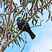 Tui High in a Tree