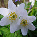 #5 Spring Flowers.  Wood anemone. A. nemorosa