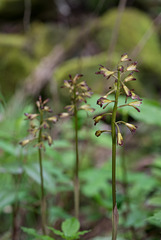 Aplectrum hyemale (Puttyroot orchid, Adam-and-Eve orchid) f/6.3