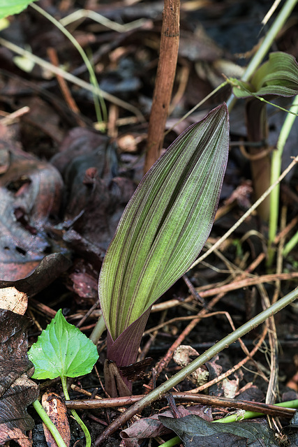 Aplectrum hyemale (Puttyroot orchid) leaf