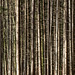 Stangenwald ++ pole forest