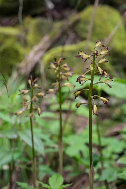 Aplectrum hyemale (Puttyroot orchid, Adam-and-Eve orchid) f/11