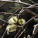 Salix, last day of March