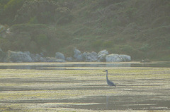 Grey heron in the mysterious morning