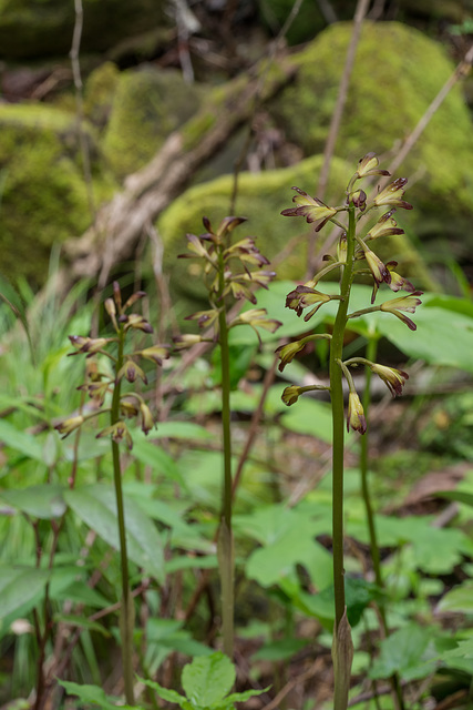 Aplectrum hyemale (Puttyroot orchid, Adam-and-Eve orchid) f/20