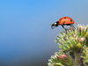Marienkäfer / Ladybug (Coccinellidae)