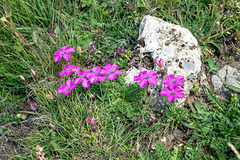 Dianthus pavonius - Pfauen-Nelke, Oeillet oeil de paon, Garofano pavonio