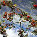 Autumn fruit of the Rowan
