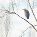 Tree Heron