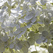 Hydrangea flower detail