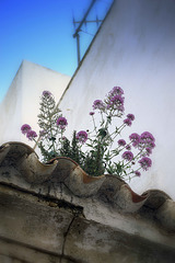 Flowering roof