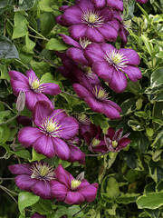Clematis flowers found hiding for H.A.N.W.E