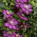 Clematis flowers found hiding for H.A.N.W.E