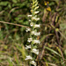 Spiranthes ochroleuca (Yellow Ladies'-tresses orchid)