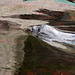 Alaska, Harbor Seal in Seward SeaLife Center