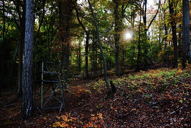 Sonnenaufgang im Herbstwald - Sunrise in the autumn forest