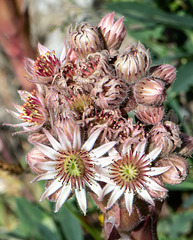 Sempervivum tectorum  subsp. tectorum - (Gewöhnliche) Dach-Hauswurz