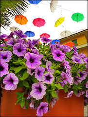 Genova : Petunie e ombrelli -