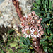 Sempervivum tectorum  subsp. tectorum - (Gewöhnliche) Dach-Hauswurz