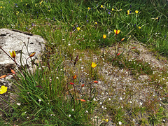 Spring wildflowers including wild tulips, in granite country.