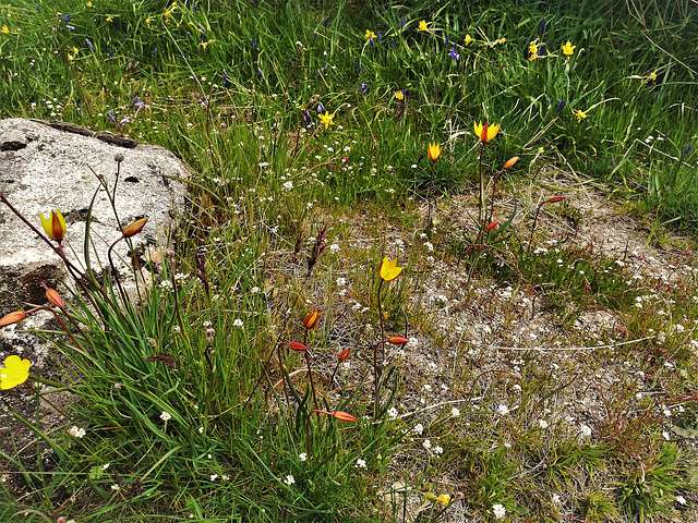 Spring wildflowers including wild tulips, in granite country.
