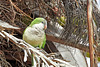 Monk Parakeet (in the wild) – Myiopsitta monachus