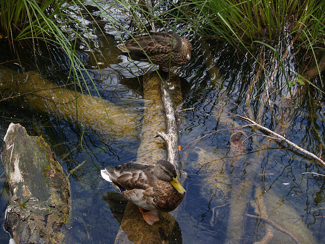 Plitvička Jezera, Ducks