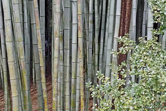 A Stand of Bamboo