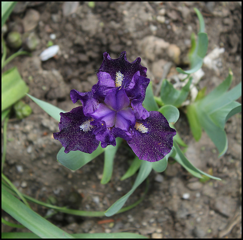 Iris Naos Iris Naos