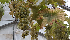 the First white grapes in the greenhouse