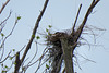 Great Blue Heron on its Nest