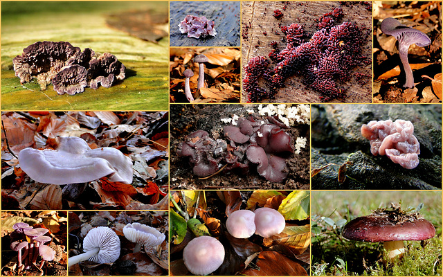 It's Autumn, so time for some purple mushrooms from the Netherlands...