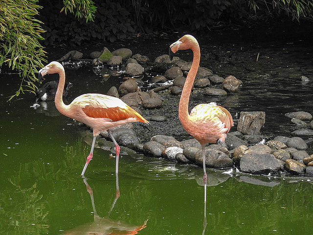 20170928 3025CPw [D~OS] Kuba-Flamingo (Phoenicopterus ruber), Zoo Osnabrück