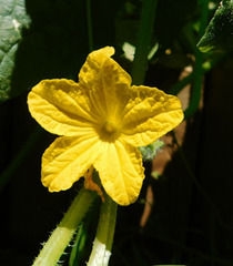Fleur de courgette
