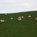 Sheep grazing grass.