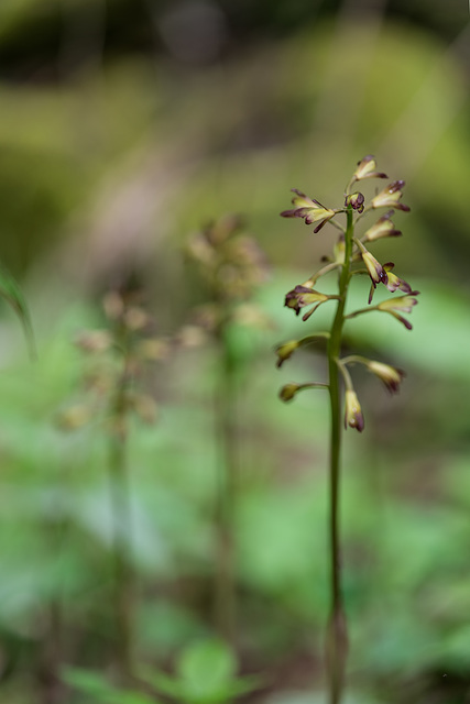 Aplectrum hyemale (Puttyroot orchid, Adam-and-Eve orchid) f/3.5